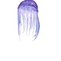 méduse encre aquarelle sur calque, 2014